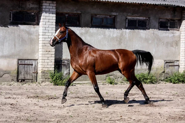 Belo cavalo baía brincando correndo — Fotografia de Stock