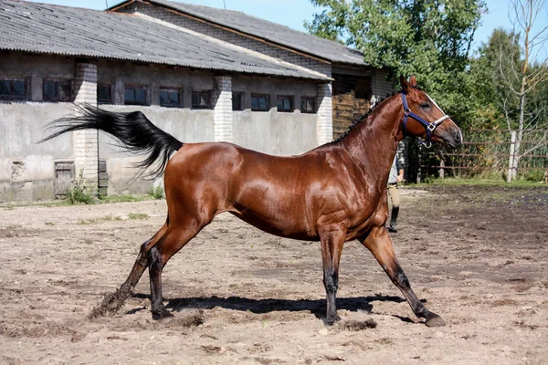 ふざけて実行されている美しい馬 — ストック写真