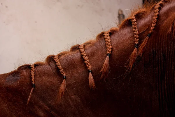 Primer plano de crin de caballo castaño con trenzas — Foto de Stock