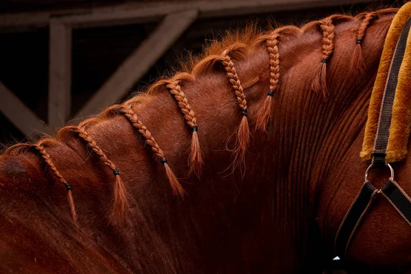 Close up of chestnut horse mane with plaits — Stock Photo, Image