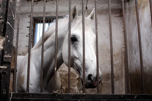 Retrato de cavalo branco na barraca — Fotografia de Stock