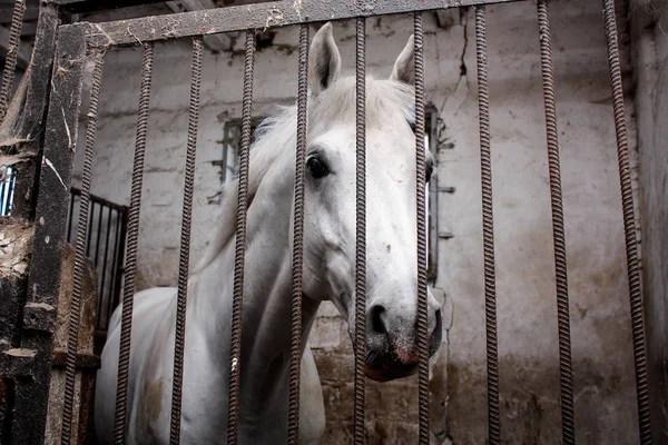 Retrato de cavalo branco na barraca — Fotografia de Stock