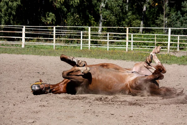 Cavalo castanho rolando na areia — Fotografia de Stock