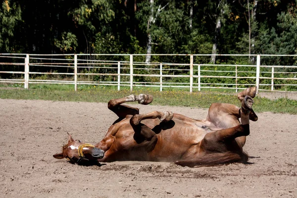Kaštanový kůň válí v písku — Stock fotografie
