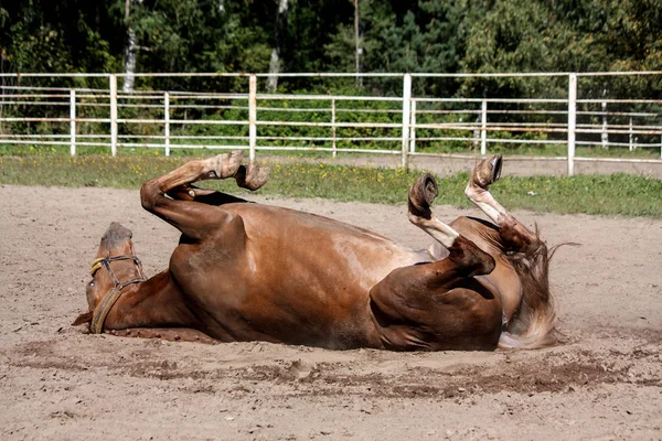 Kaštanový kůň válí v písku — Stock fotografie