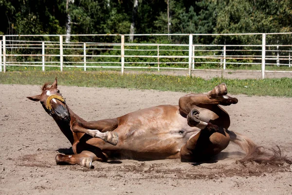 Каштановый конь катится по песку — стоковое фото