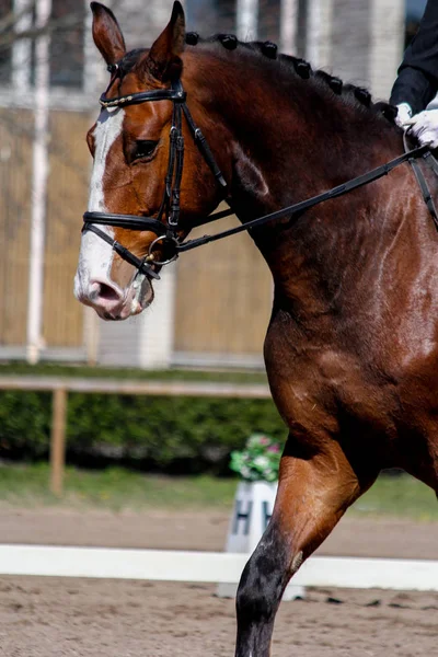 Retrato de caballo deportivo marrón durante el espectáculo —  Fotos de Stock