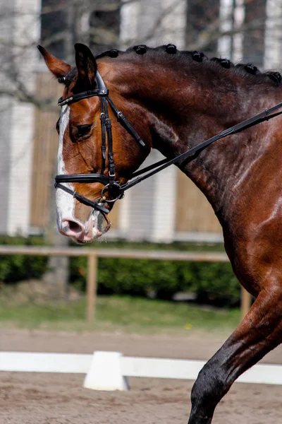 Портрет коричневой лошади во время выставки — стоковое фото