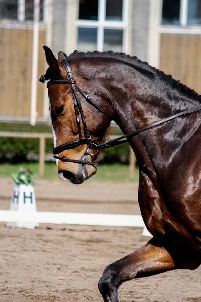 Retrato de cavalo esporte marrom durante o show — Fotografia de Stock