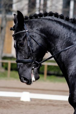 Gösterisi sırasında siyah spor at portresi