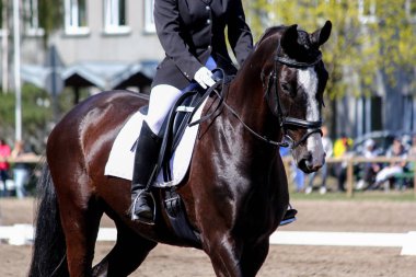 Kahverengi spor at gösterisi sırasında portresi