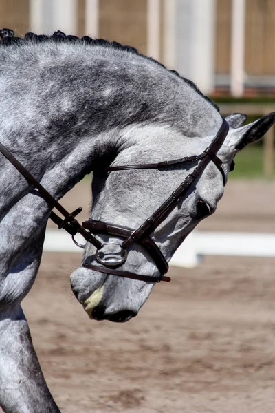 Retrato de belo cavalo cinza durante a mostra — Fotografia de Stock