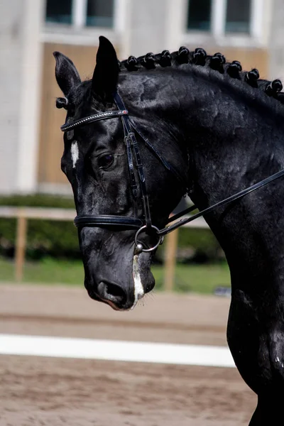 Ritratto di cavallo sportivo nero durante lo spettacolo — Foto Stock