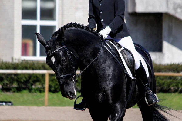 Portret sport czarny koń podczas pokazu — Zdjęcie stockowe
