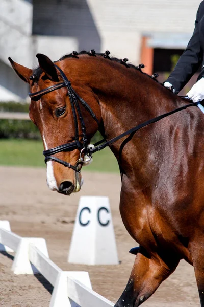 Retrato de cavalo esporte marrom durante o show — Fotografia de Stock