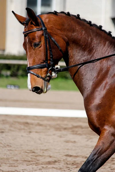 Retrato de cavalo esporte marrom durante o show — Fotografia de Stock