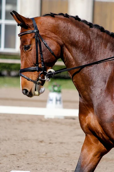 Portrét hnědé sportovní koně během show — Stock fotografie