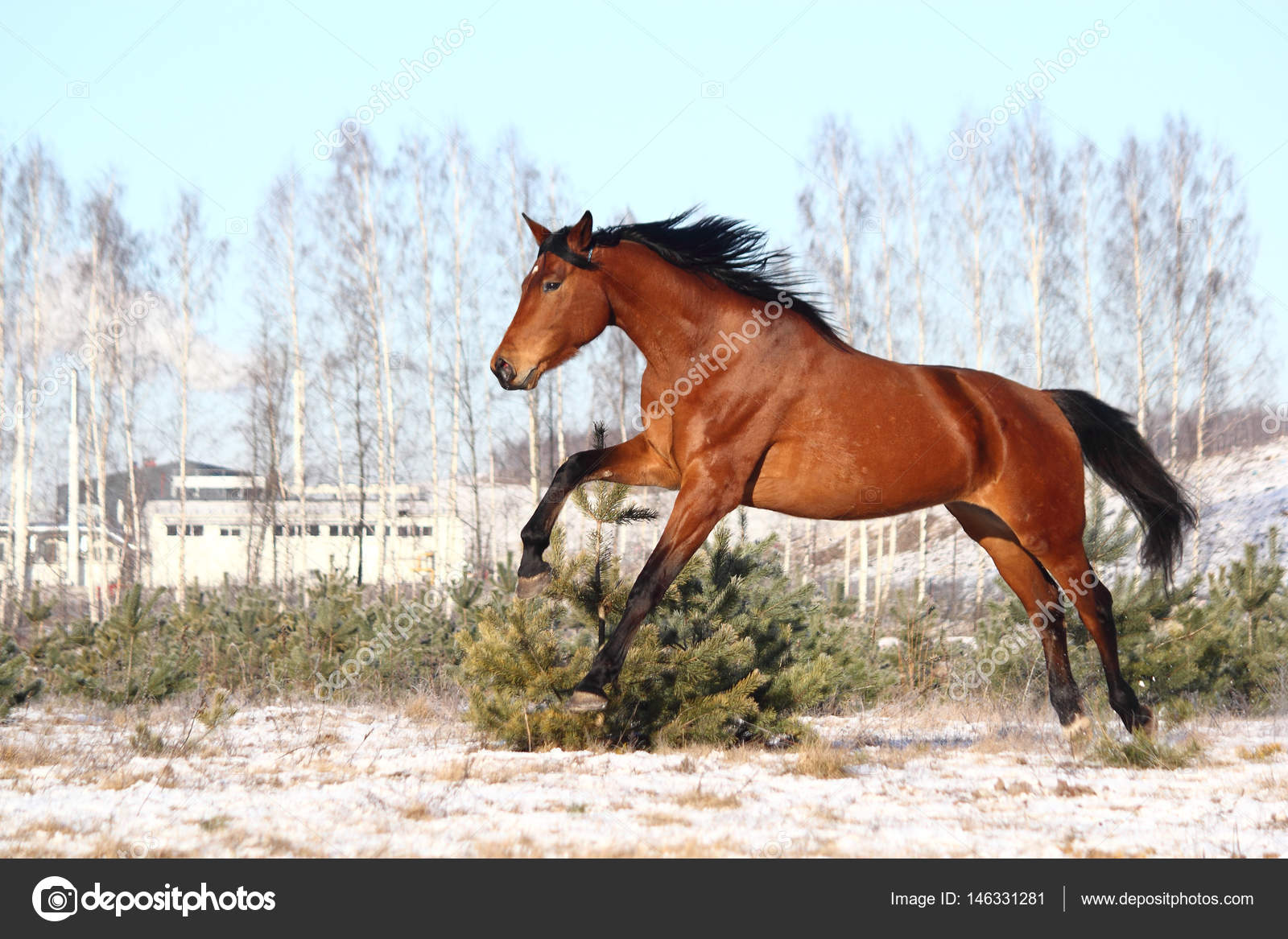 Beautiful Brown Horse Running Free Stock Photo Image By C Virgonira Beautiful Brown Horse Running Free Stock Photo Image By C Virgonira