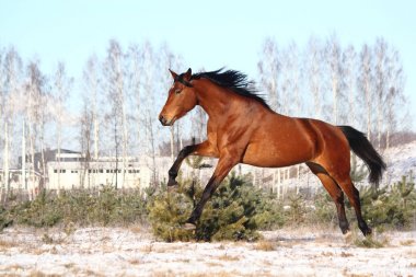 Güzel kahverengi at running Free