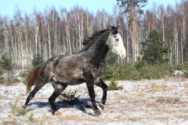 Ücretsiz dörtnala gri vahşi at