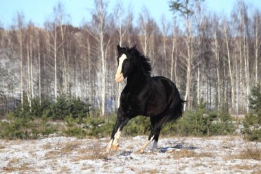 Güzel at kışın dörtnala