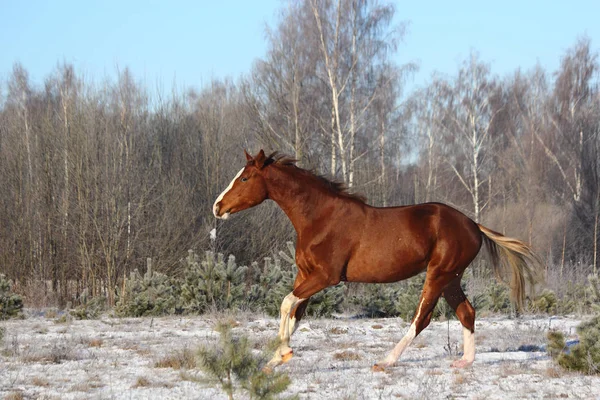 無料ギャロッピング美しい栗の馬 — ストック写真