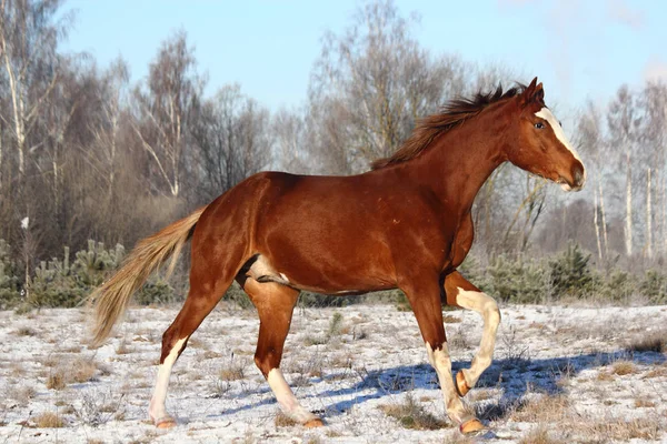 Beautiful chestnut horse galloping free — Stock Photo, Image