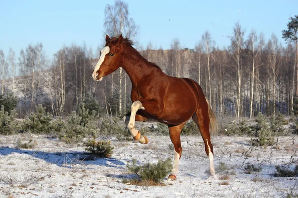 Прекрасная каштановая лошадь скачет на свободе — стоковое фото