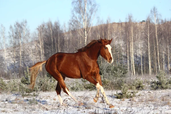 Красивий каштановий кінь вільний — стокове фото