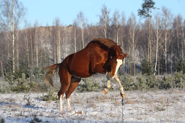 Kaštanový kůň tryskem zdarma v zimě — Stock fotografie