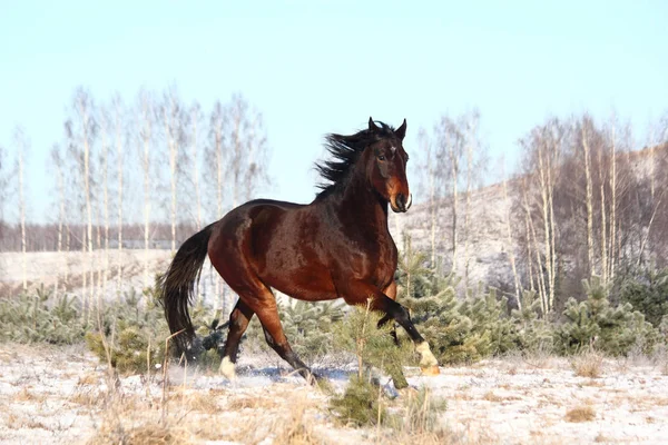 Cavallo bruno che corre libero in inverno — Foto Stock