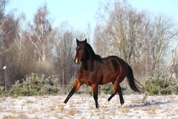 Brown horse trotting free in winter — Stock Photo, Image