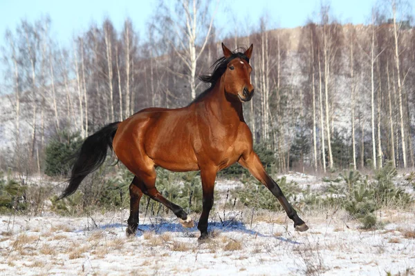 Лошадиные бега зимой — стоковое фото