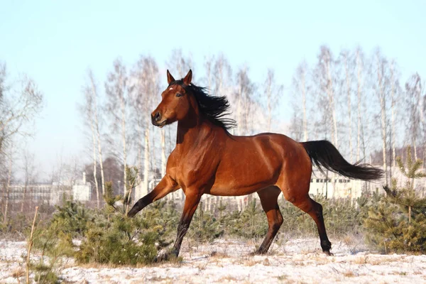 Beautiful brown horse running free — Stock Photo, Image