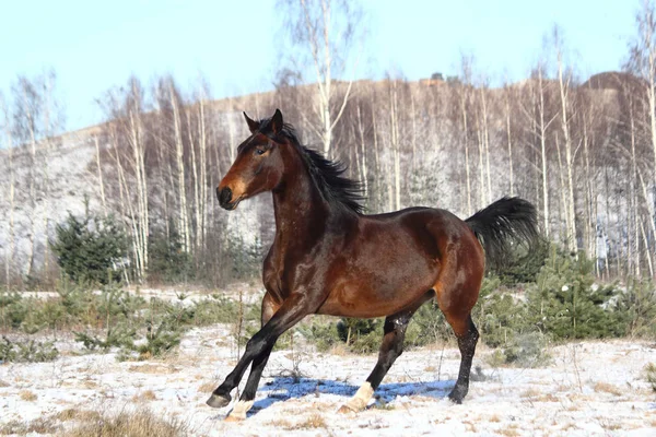 Hermoso caballo marrón corriendo libre —  Fotos de Stock