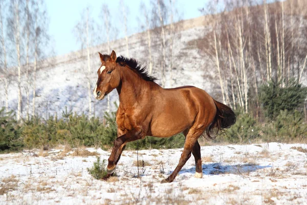 Gyönyörű ló vágtató télen — Stock Fotó
