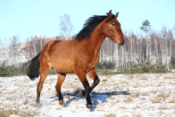 Bellissimo cavallo al galoppo in inverno — Foto Stock