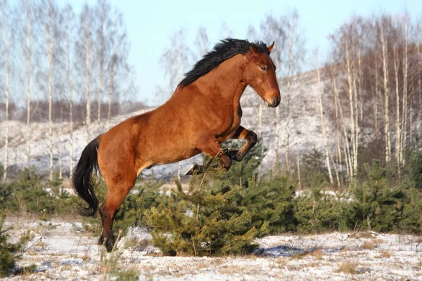 Salto de cavalo brincalhão no inverno — Fotografia de Stock