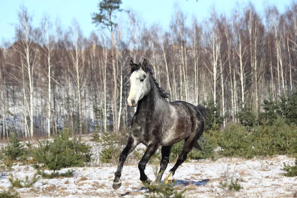 Cavalo selvagem cinzento galopando livre — Fotografia de Stock