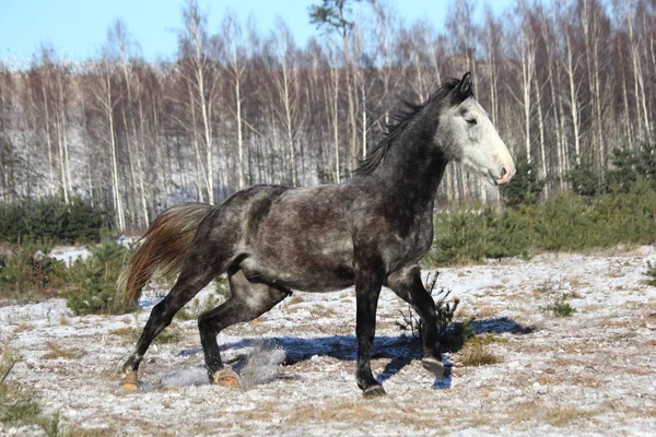 Γκρι άγριο άλογο που καλπάζει δωρεάν — Φωτογραφία Αρχείου