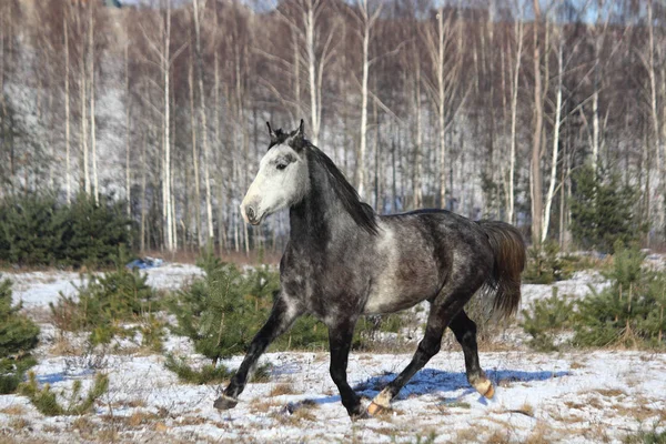 Grigio cavallo selvatico trotto libero — Foto Stock