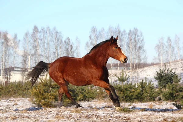 Belo cavalo baía galopando livre — Fotografia de Stock