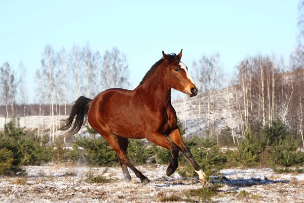 Belo cavalo baía galopando livre — Fotografia de Stock