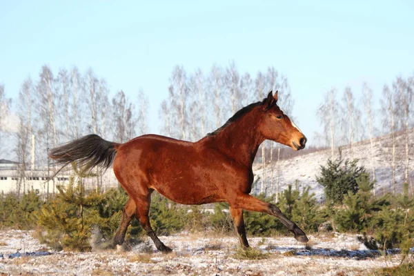 Bella baia cavallo galoppo gratis — Foto Stock