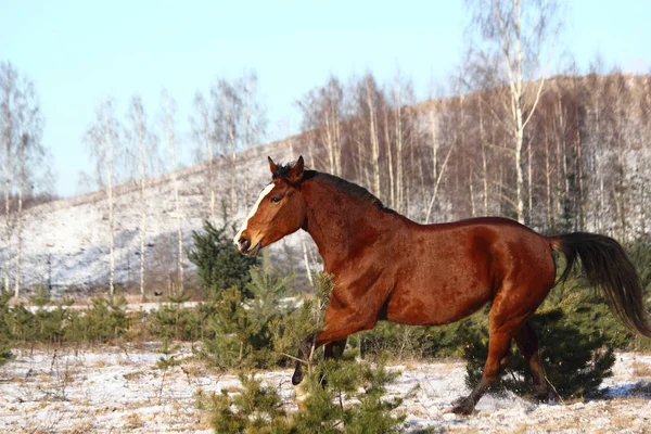 Mooie baai paard galopperen gratis — Stockfoto
