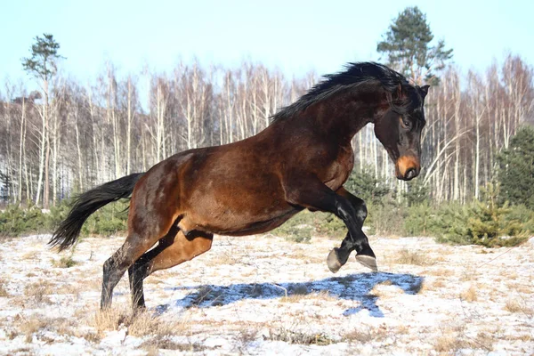 空気中のジャンプ黒い馬 — ストック写真