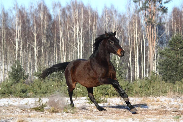 Black beautiful holsteiner galloping free — Stock Photo, Image