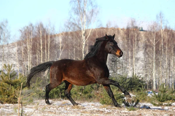 Black beautiful holsteiner galloping free — Stock Photo, Image