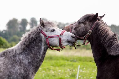 Şakacı birbirleriyle mücadele iki şirin ponys