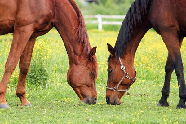 Två hästar betar på betet — Stockfoto